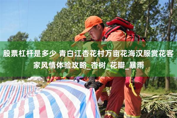 股票杠杆是多少 青白江杏花村万亩花海汉服赏花客家风情体验攻略_杏树_花瓣_暴雨